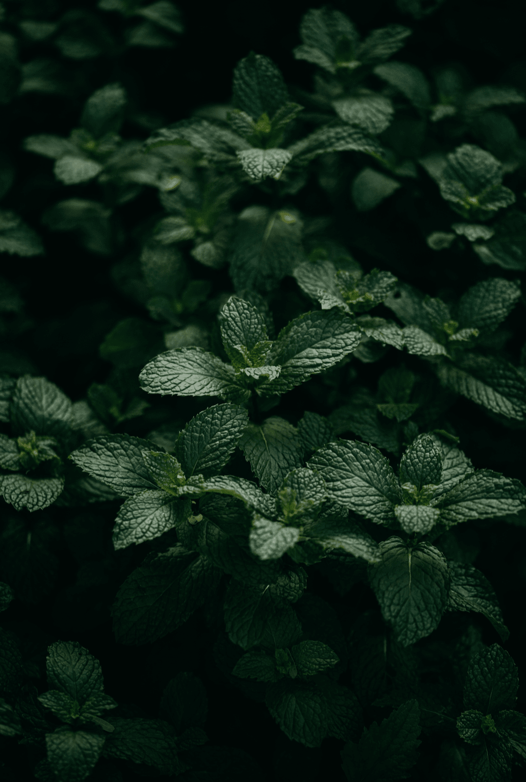 Hydrolat de menthe poivrée : bienfaits, acné, bain de bouche