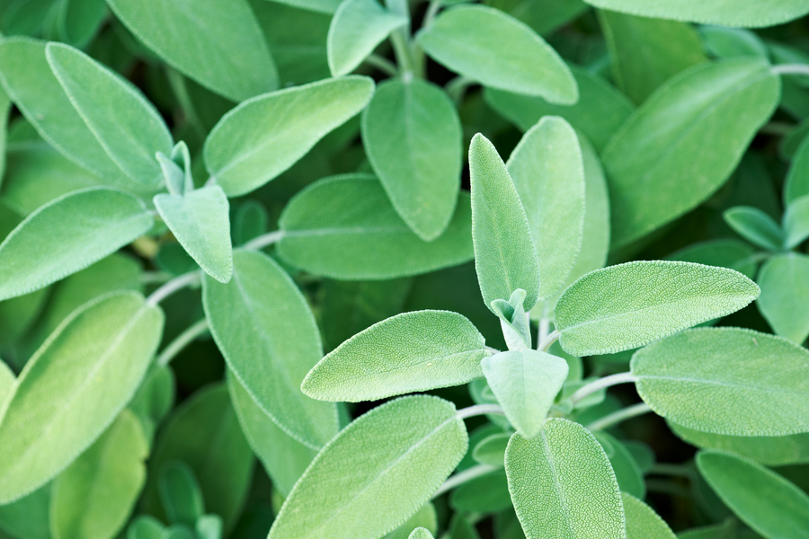 Sauge Officinale Vertus