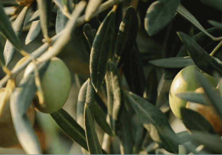 Huile végétale de Jojoba