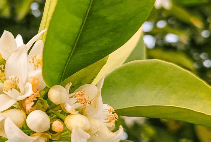 Hydrolat de fleur d'oranger