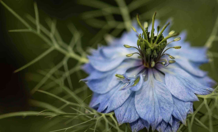 L’huile de Nigelle, bienfaisante pour votre peau